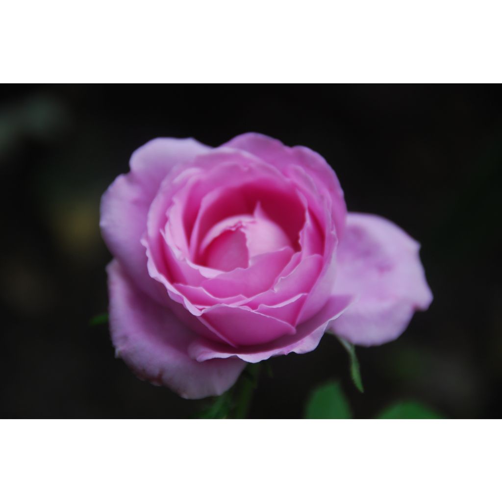 Rosa Mrs John Laing