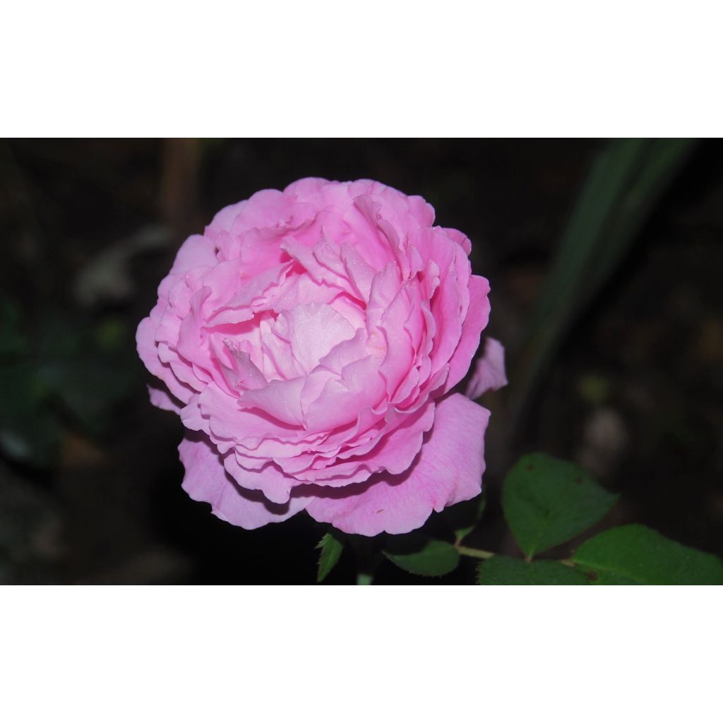 Rosa Mrs John Laing