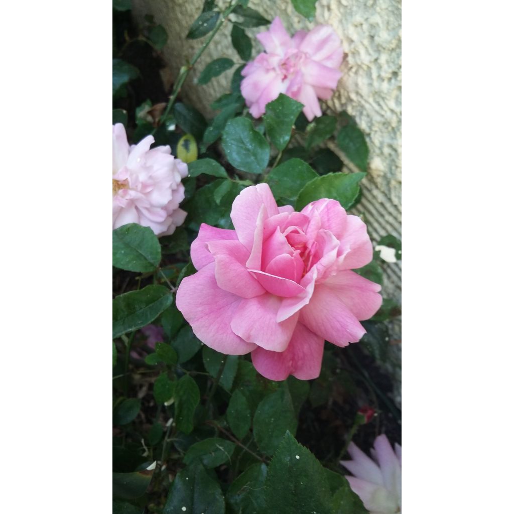 Rosa chinensis Old Blush - China Rose