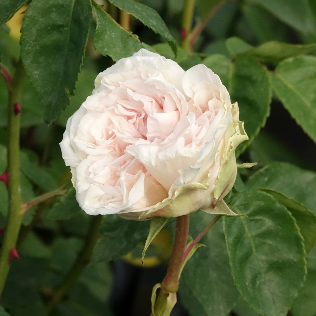 Rosa Souvenir de la Malmaison