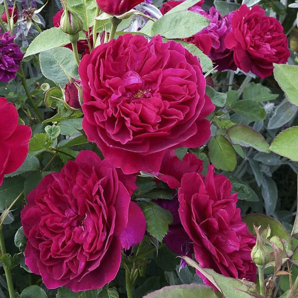 Rosa Darcey Bussell 'Ausdecorum'