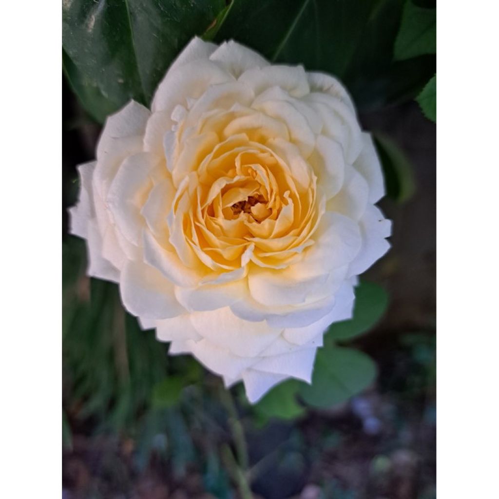 Rosa grandiflora Covent Garden