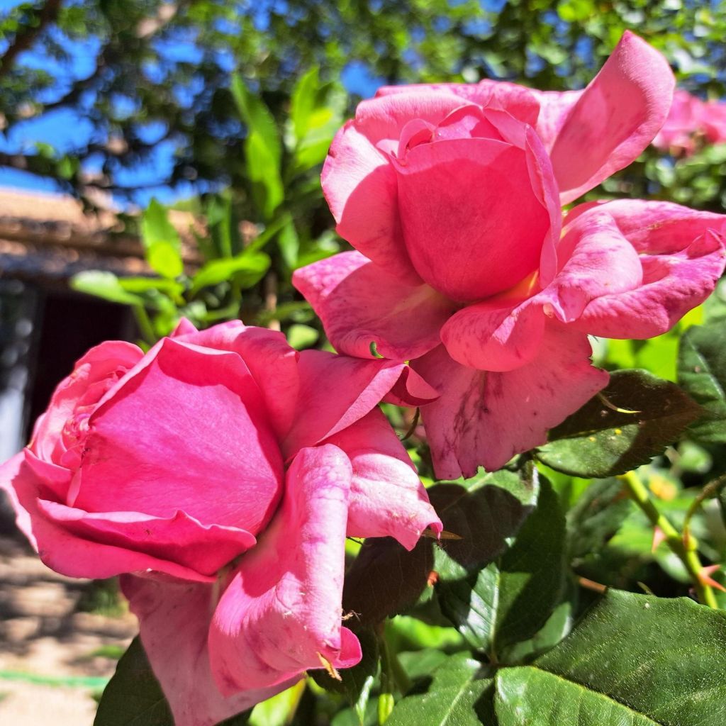Rosa Sir Lancelot  