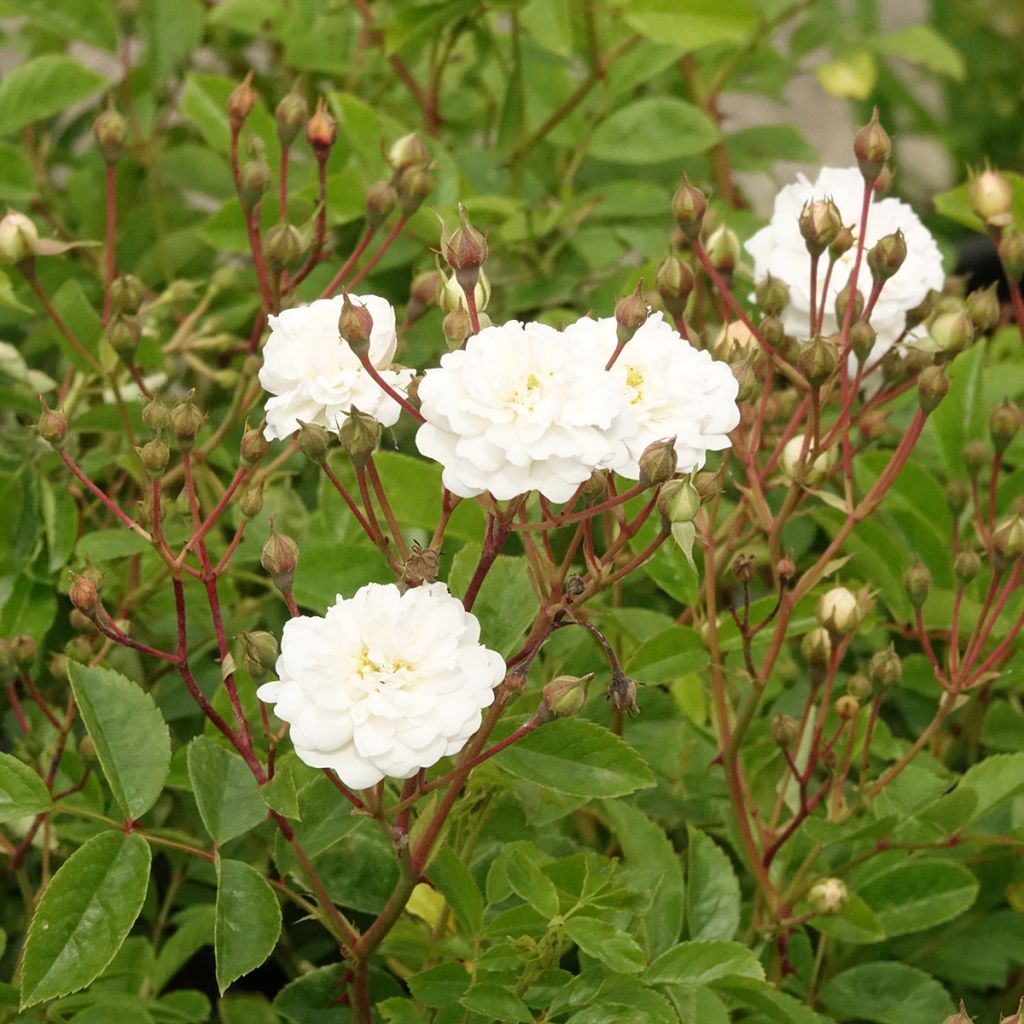 Rosa moschata Annelies - Musk Rose