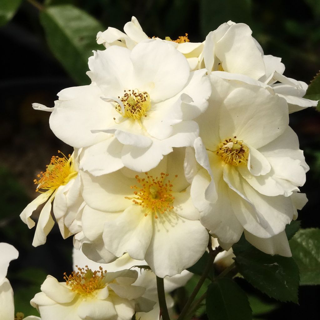 Rosa x moschata 'Omi Oswald' - Shrub Rose