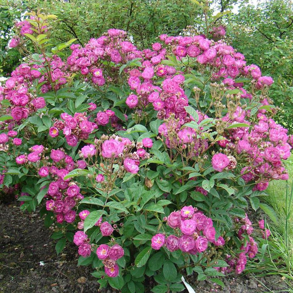 Rosa Sibelius - Hybrid Musk Rose