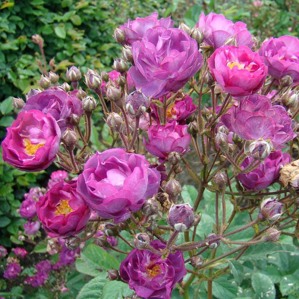 Rosa Sibelius - Hybrid Musk Rose