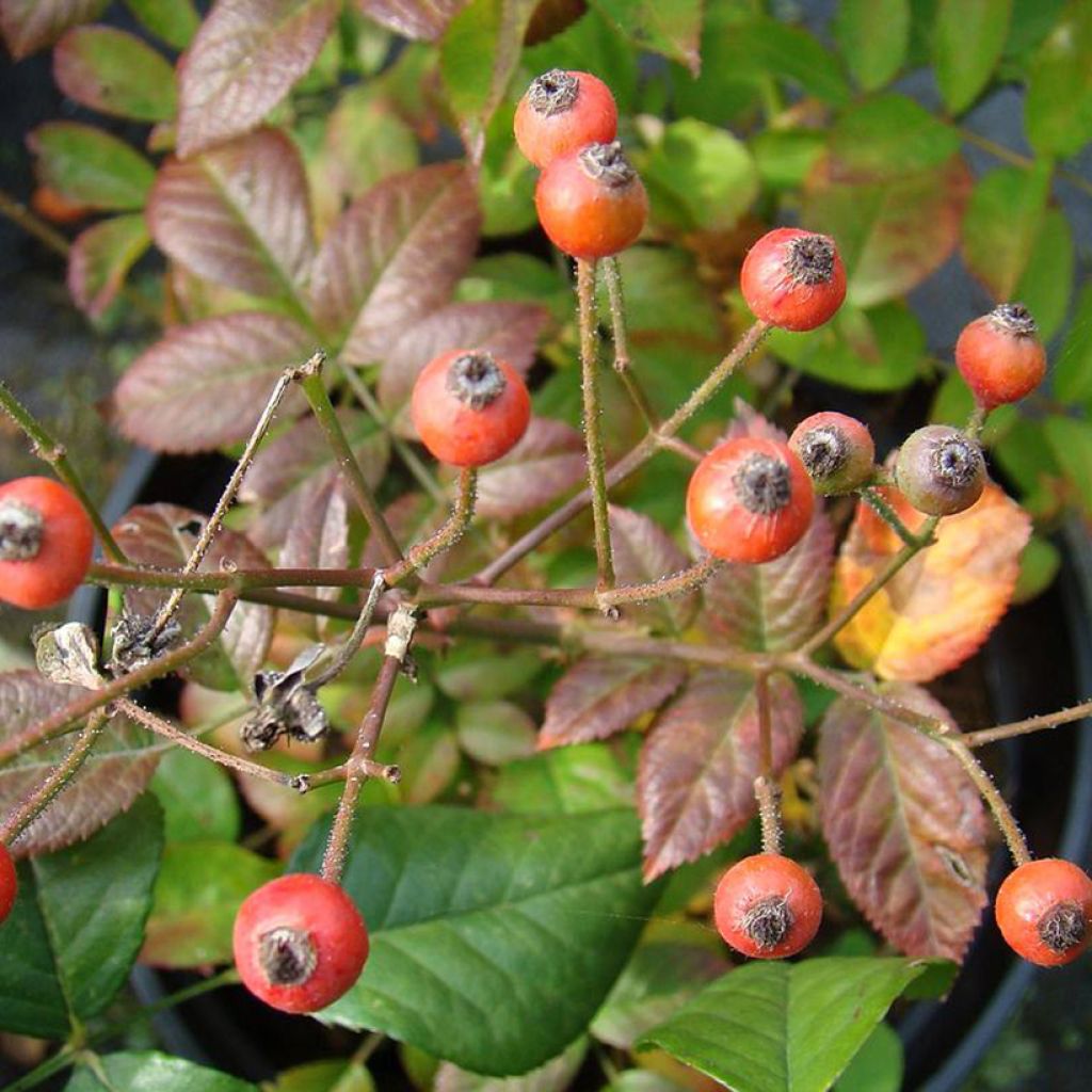 Rosa Sibelius - Hybrid Musk Rose