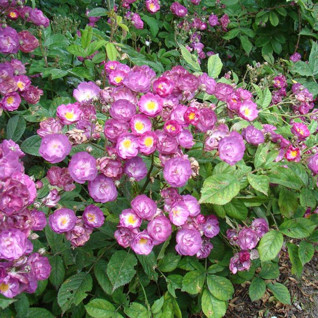 Rosa Sibelius - Hybrid Musk Rose