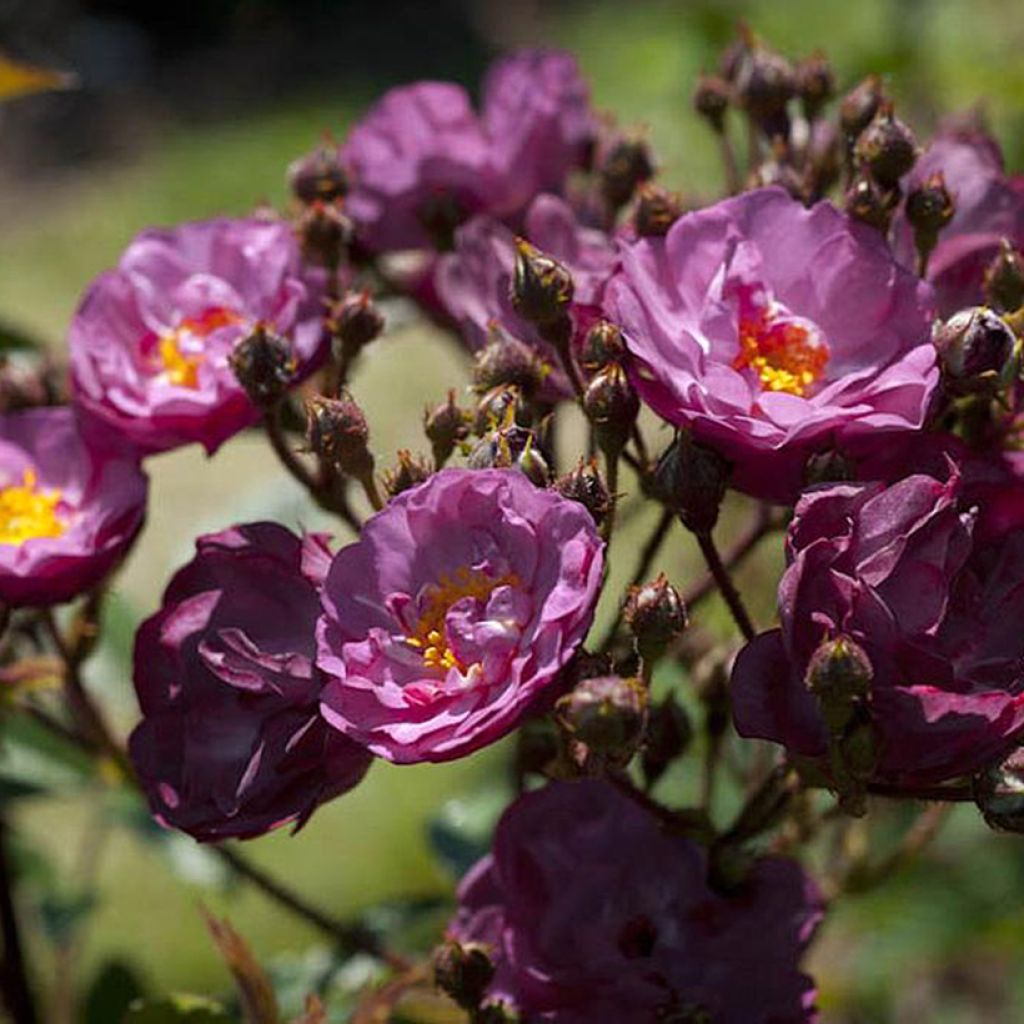 Rosa Sibelius - Hybrid Musk Rose