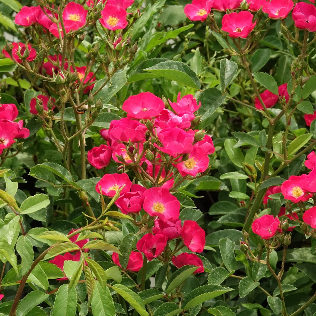 Rosa Vif Eclat - Hybrid Musk Rose
