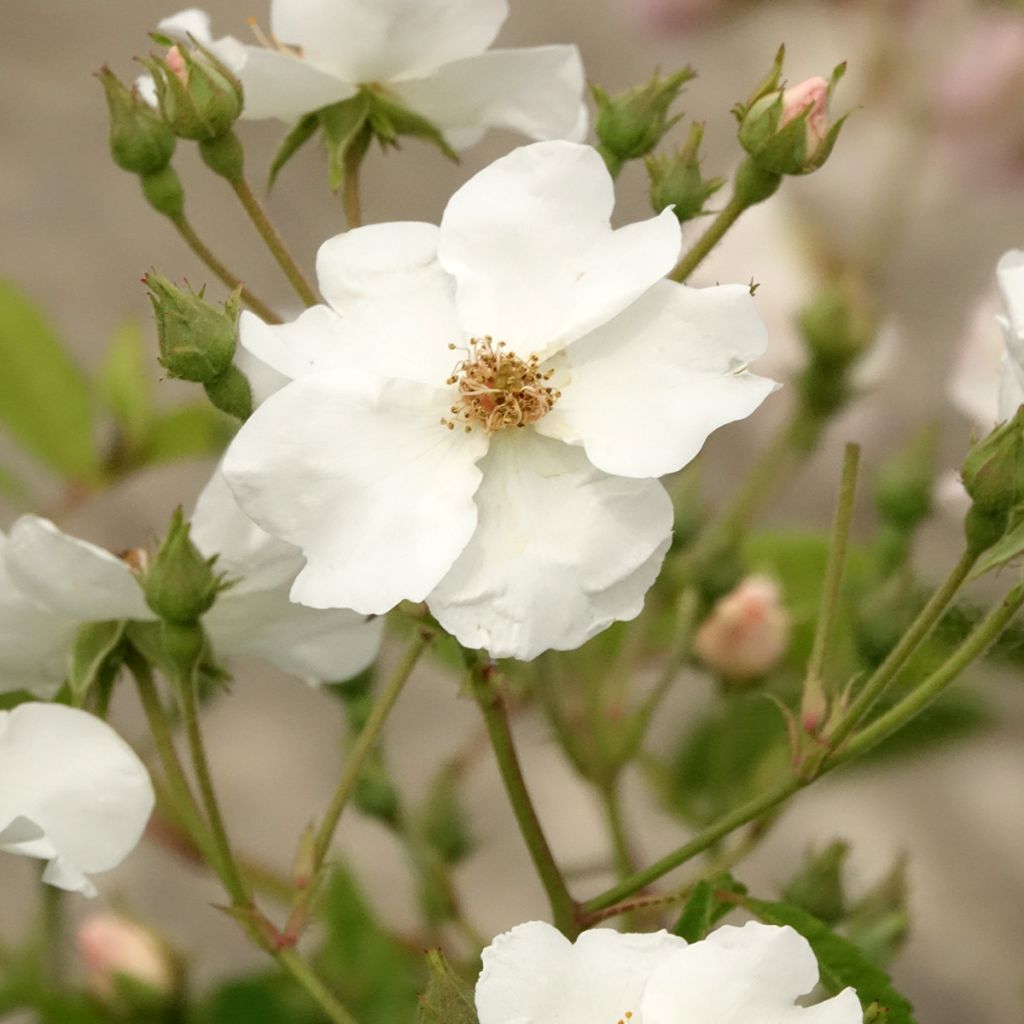 Rosa White Magic - shrub rose