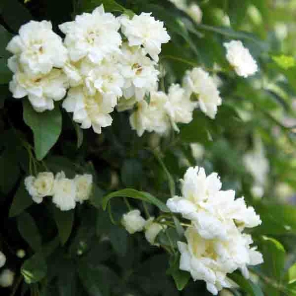 Rosa banksiae var. banksiae 'Alba Plena' - Hybrid Banksia - Rambling Rose