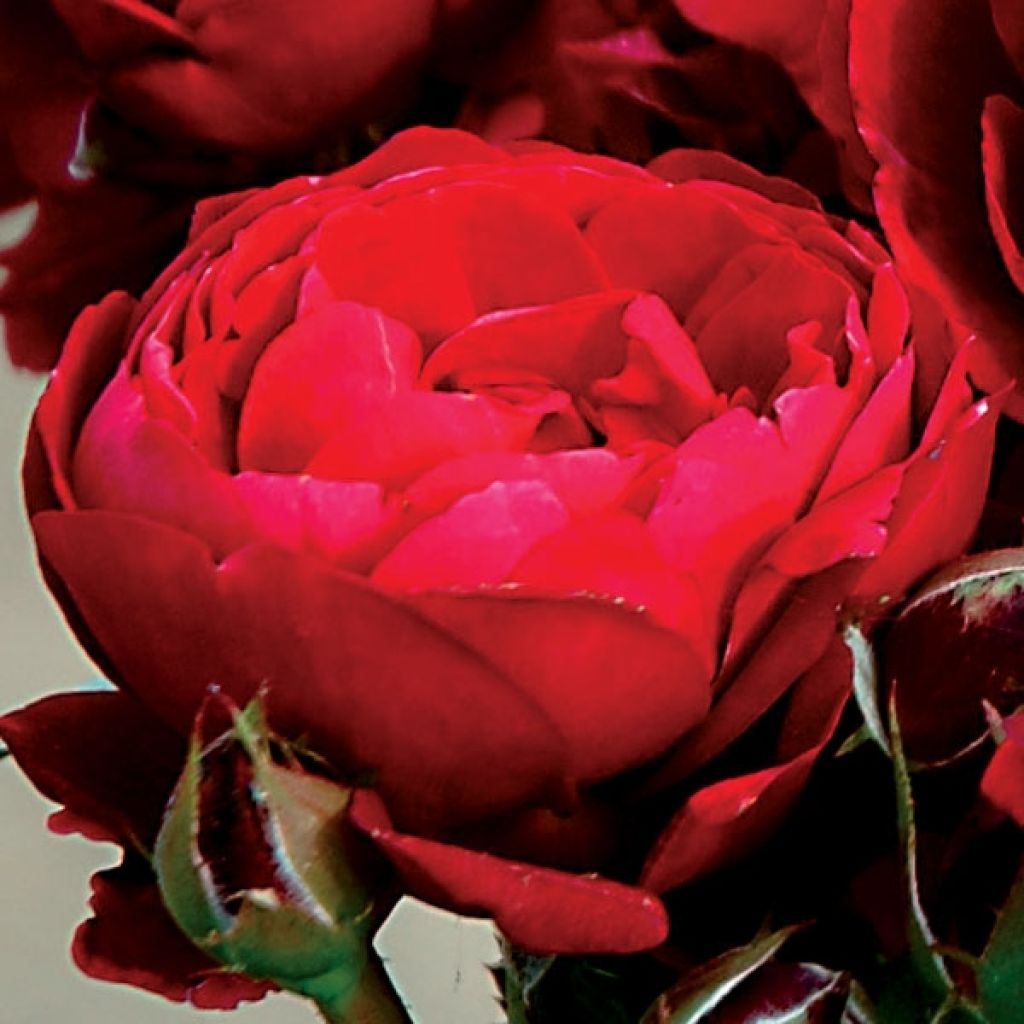 Rosa Generosa Bicentenaire de Guillot
