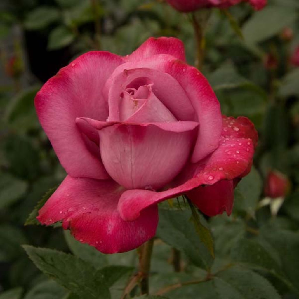 Rosa 'Blue River' - Shrub Rose