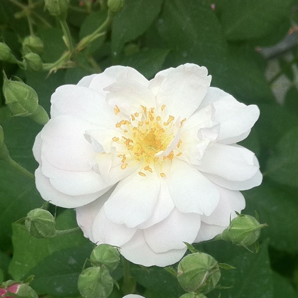 Rosa  Blush Noisette - Climbing Rose
