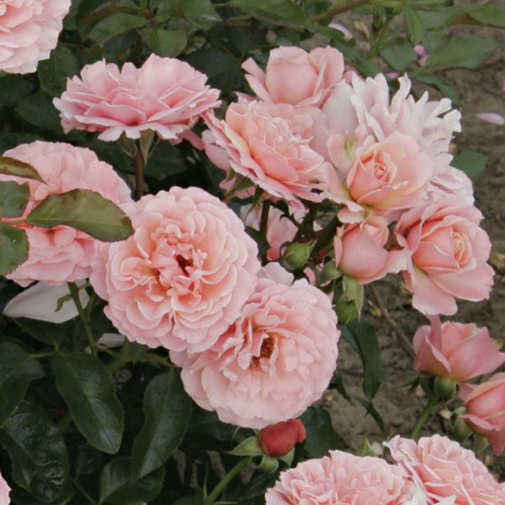 Rosa Botticelli