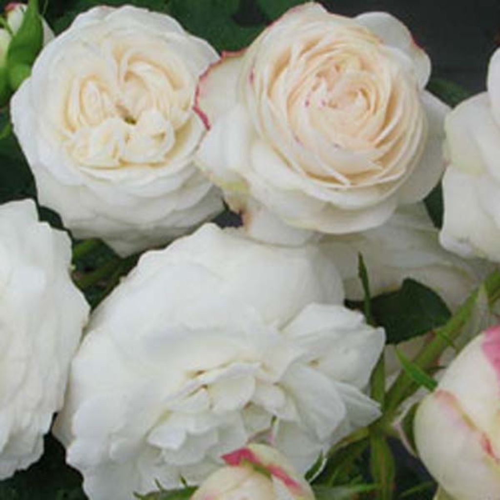 Rosa Boule de Neige