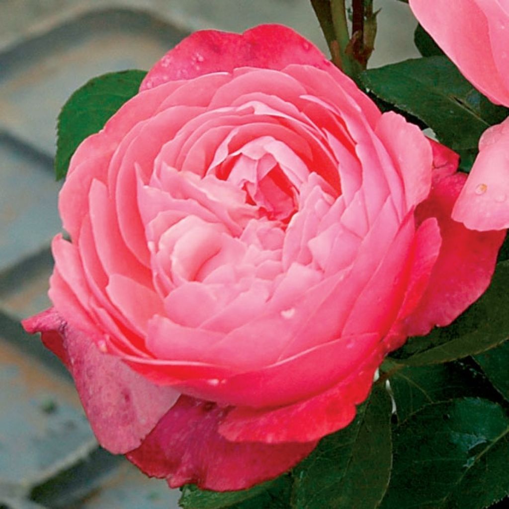 Rosa Generosa Bruno Perpoint