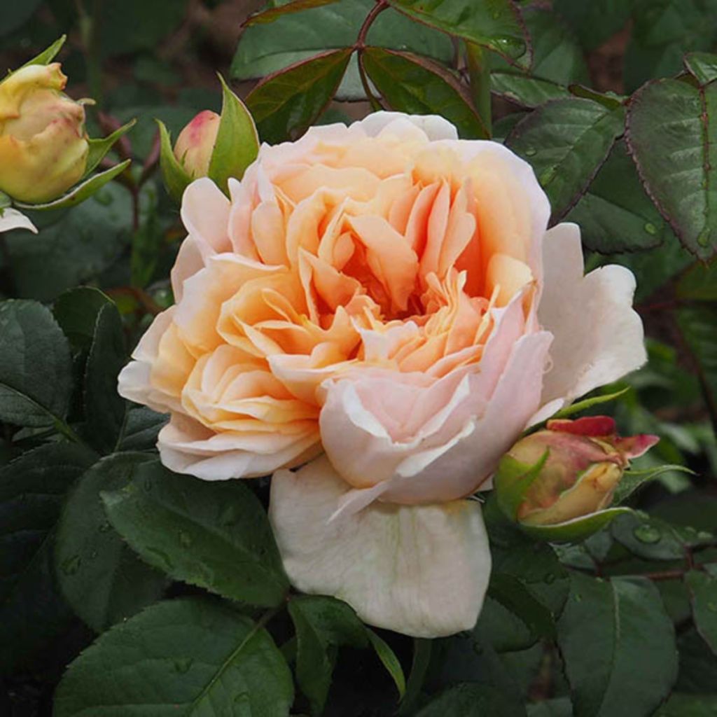 Rosa Château de la Batisse® - Hybrid tea rose