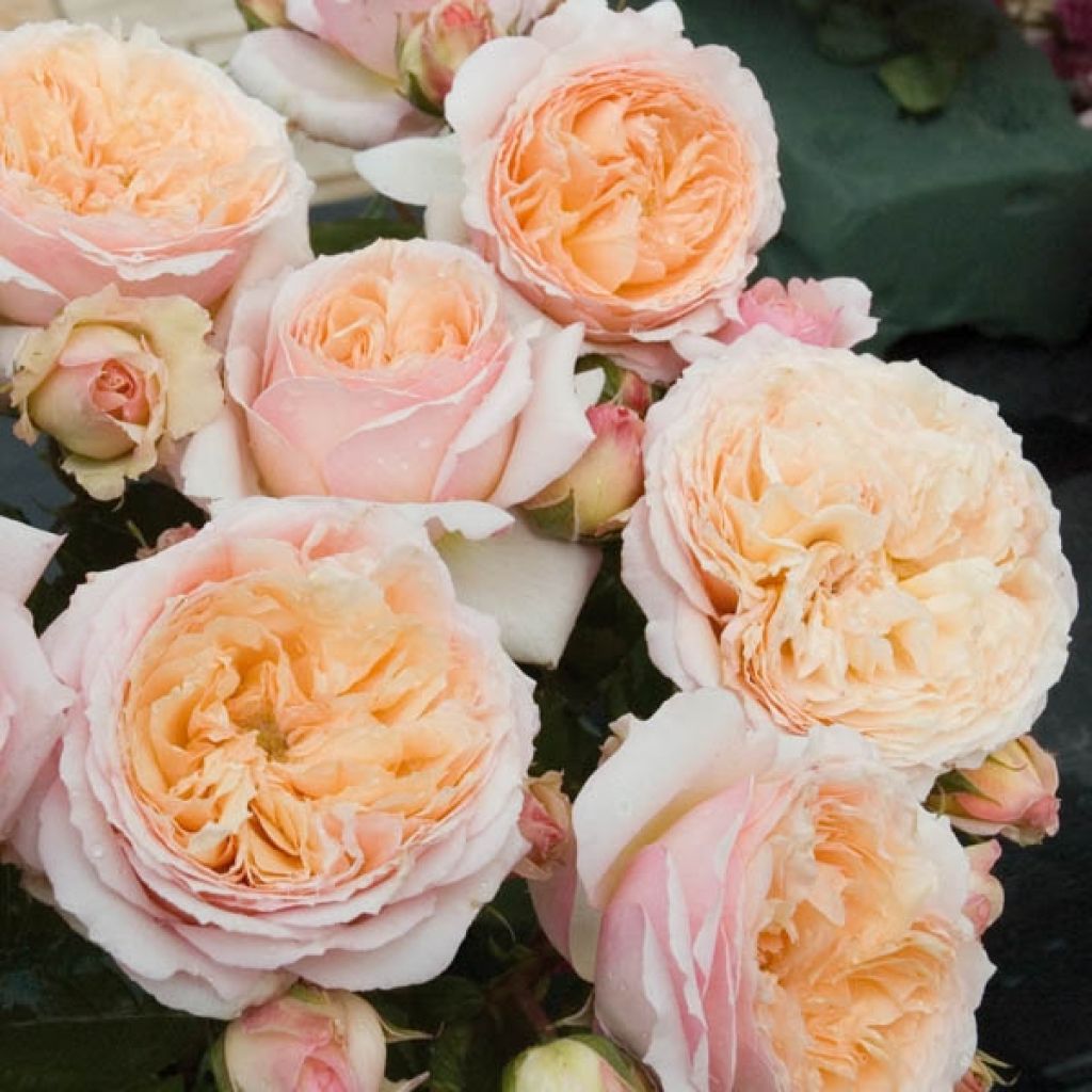 Rosa Generosa Charles de Nervaux - Shrub Rose