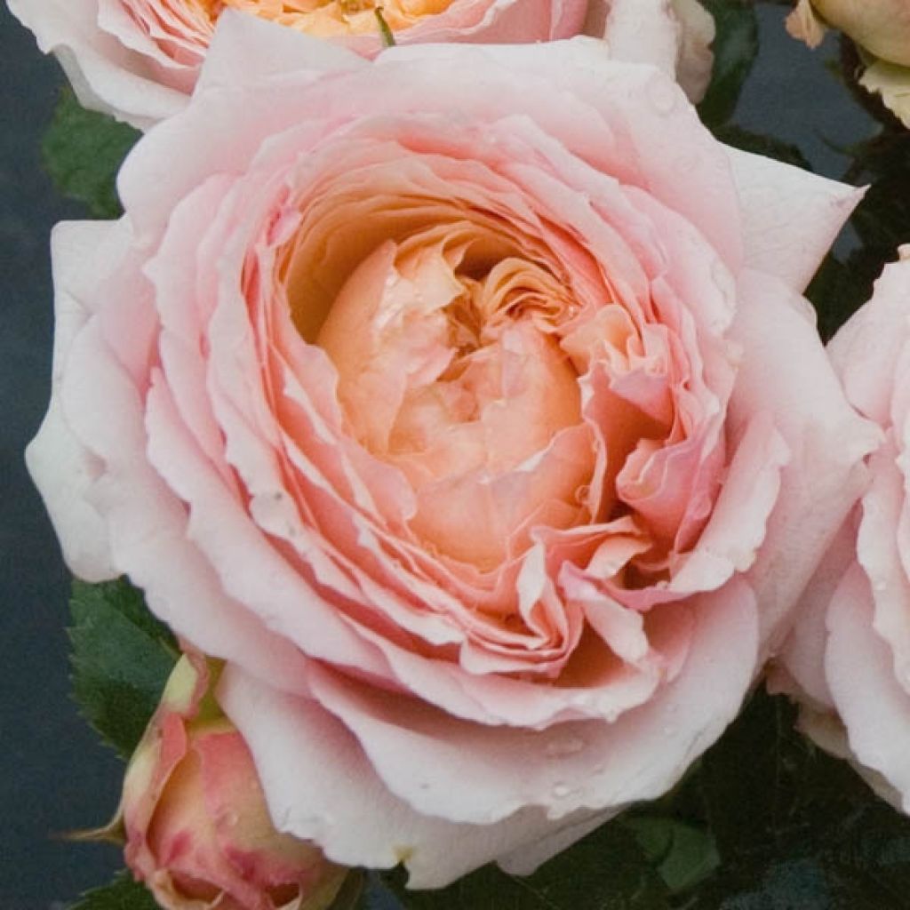 Rosa Generosa Charles de Nervaux - Shrub Rose