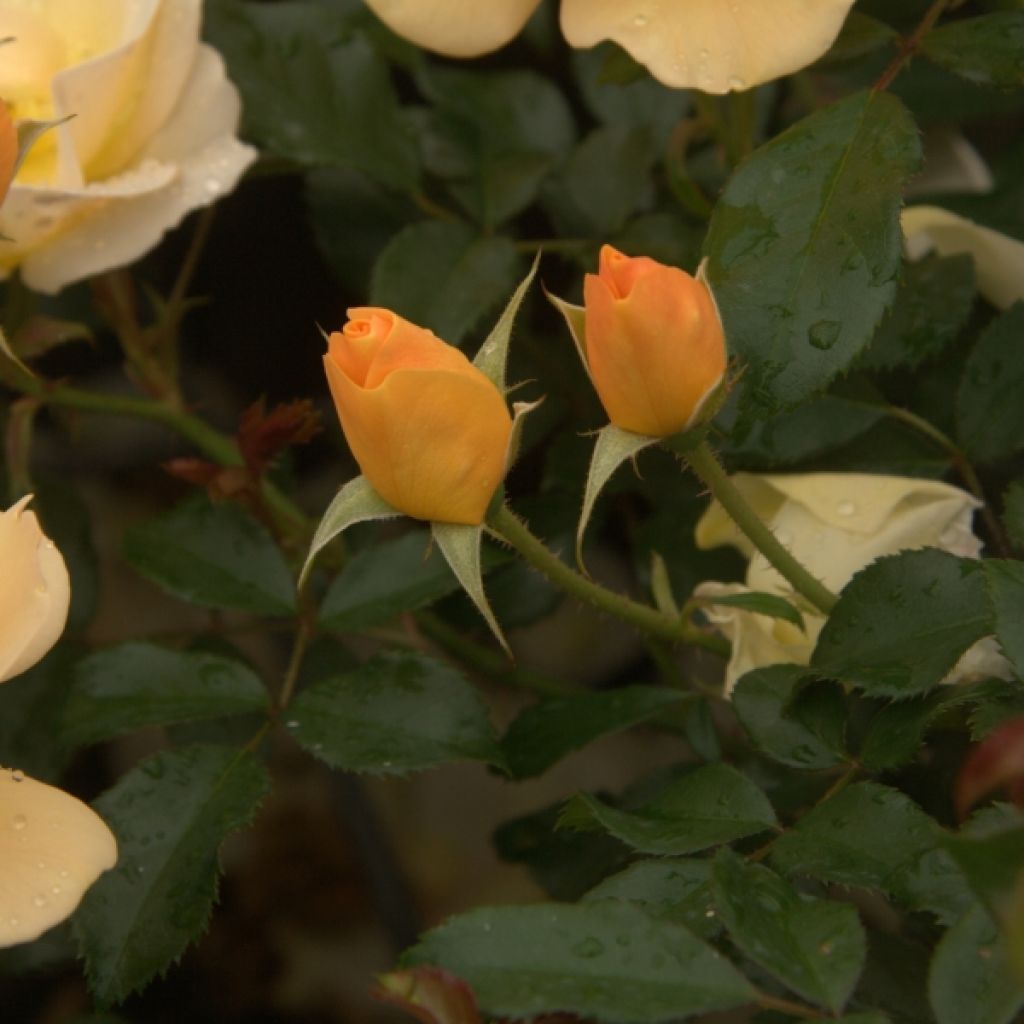 Rosa Amber Sun