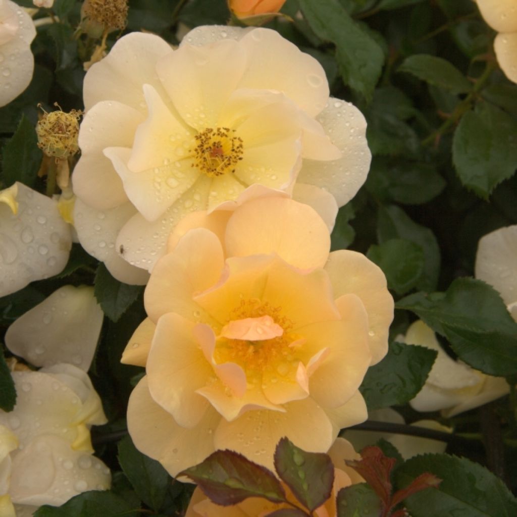 Rosa Amber Sun