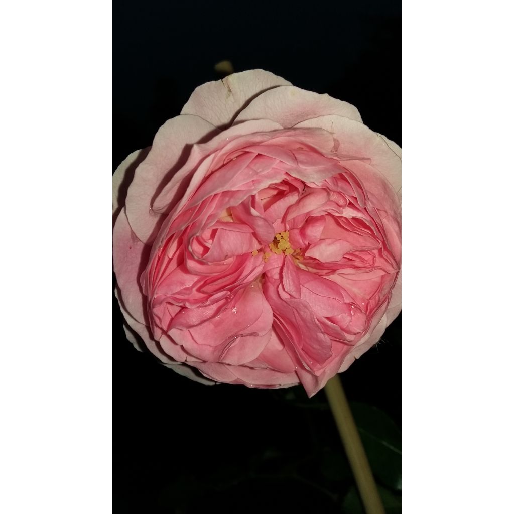 Rosa Larissa