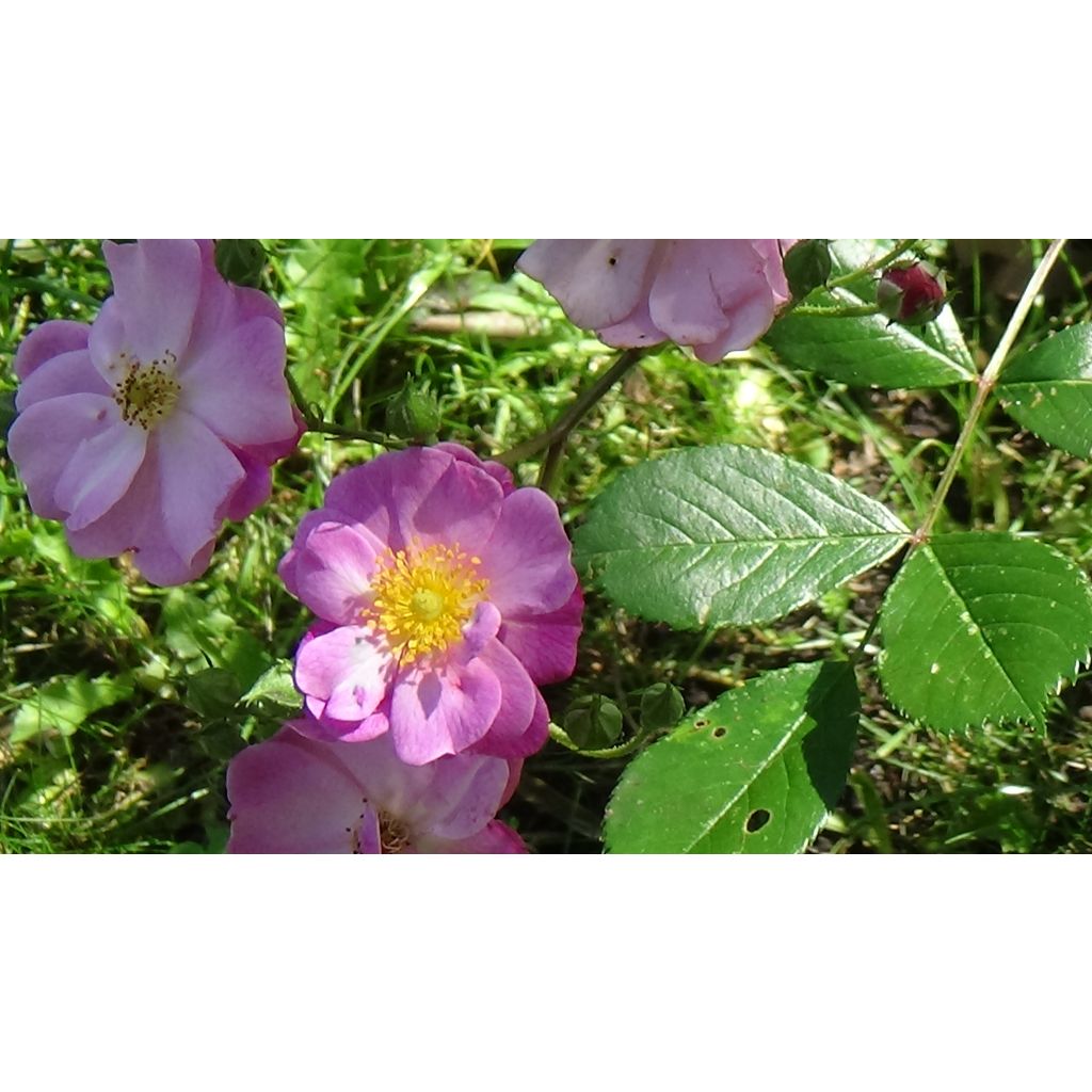Rosa Lavender Dream