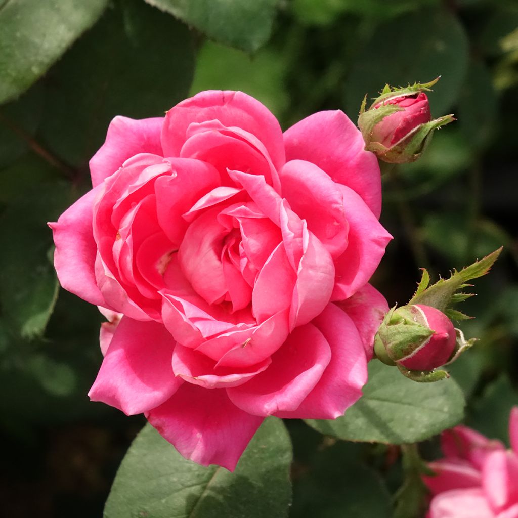 Rosa Pink Double Knock Out - Groundcover Rose
