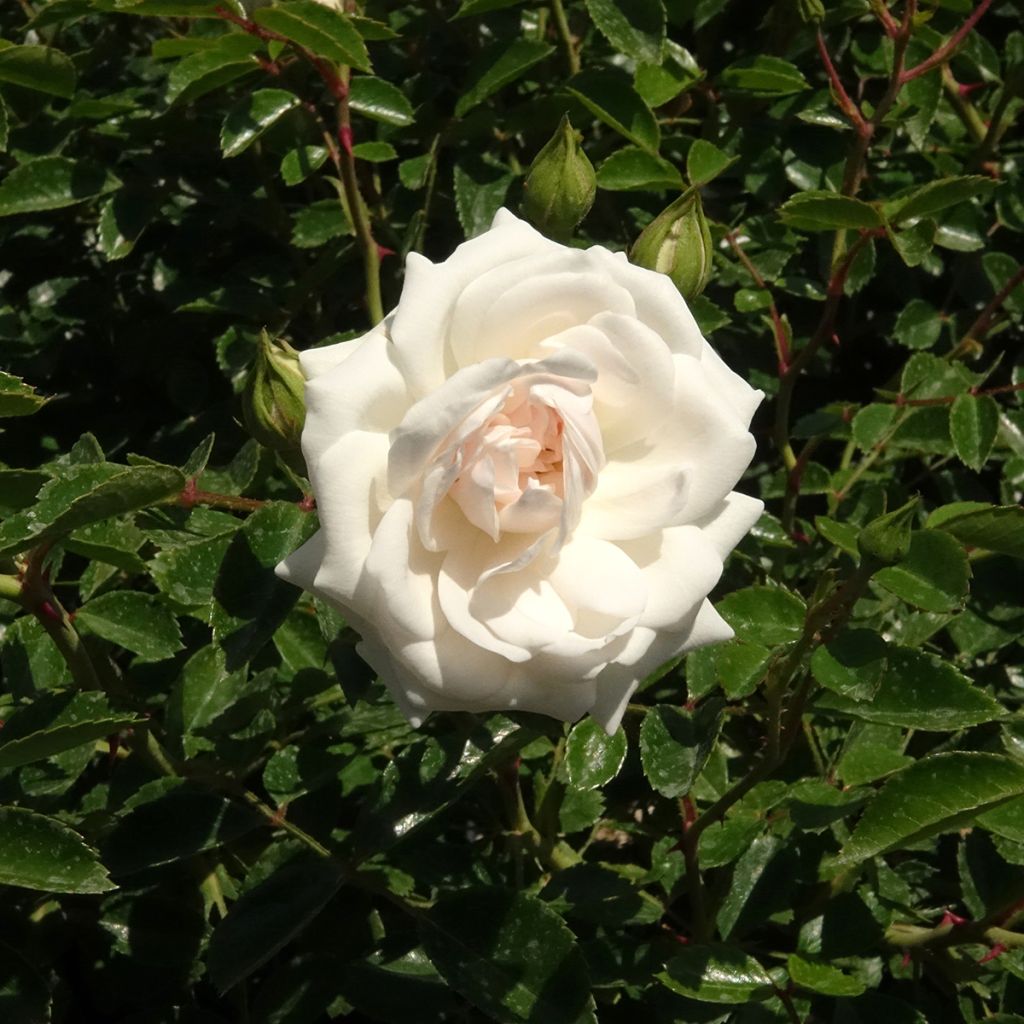 Rosa Sea Foam - Groundcover Rose
