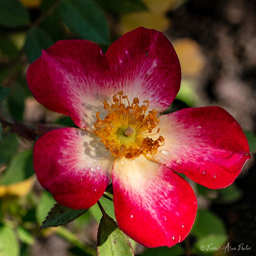 Rosa Star Profusion - patio or groundcover rose