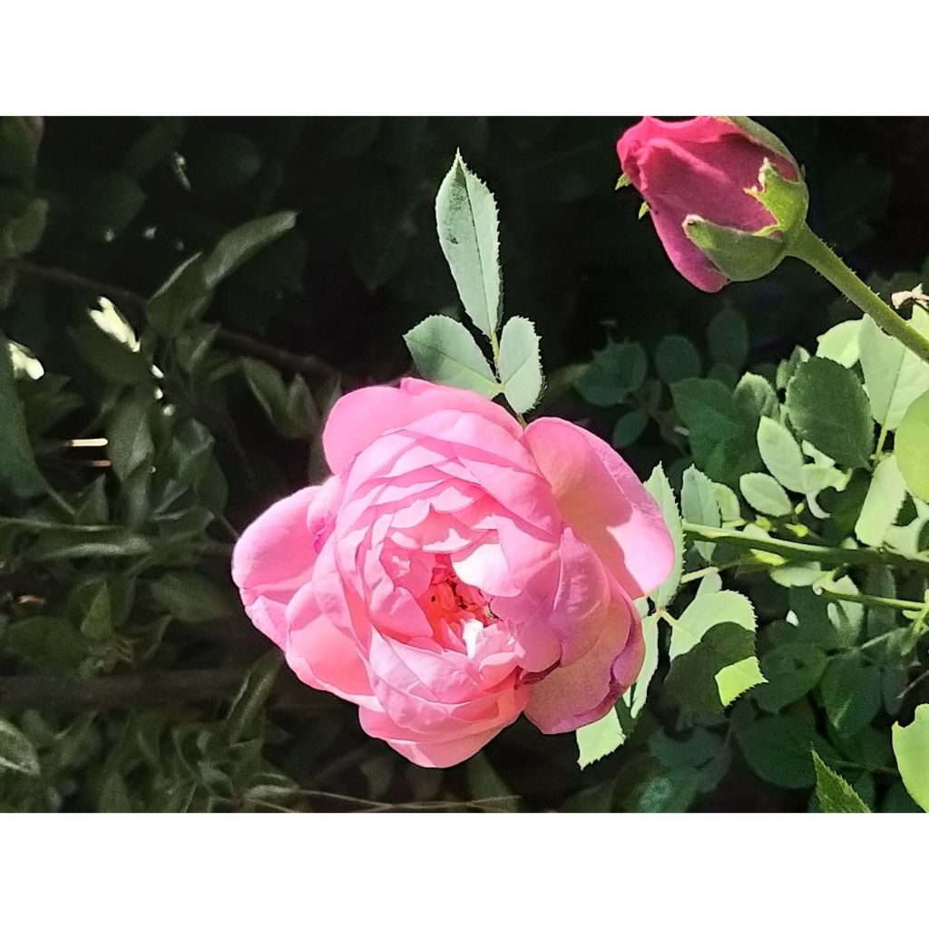 Rosa Boscobel - English Shrub Rose