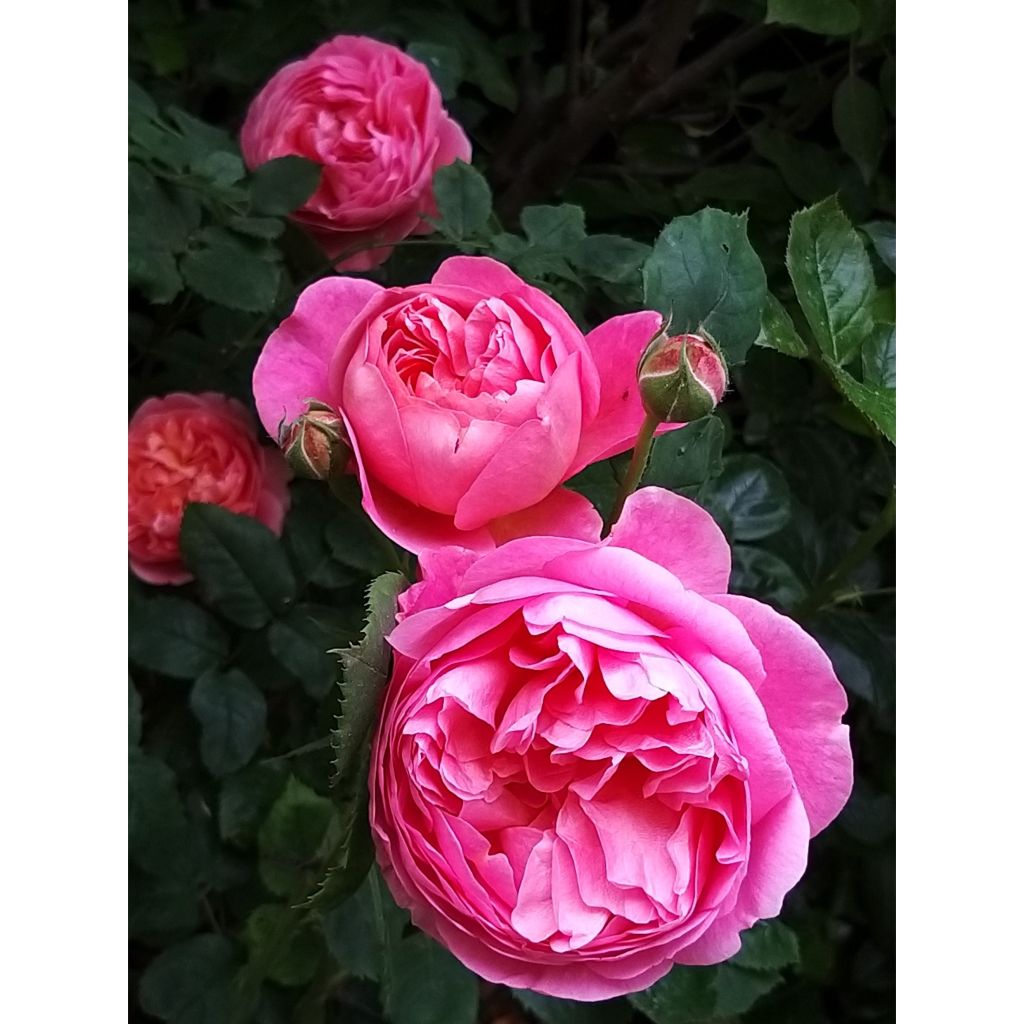 Rosa Boscobel - English Shrub Rose