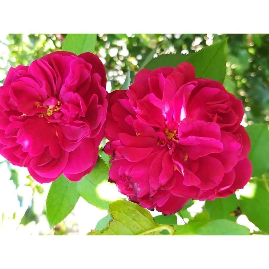 Rosa Darcey Bussell 'Ausdecorum'