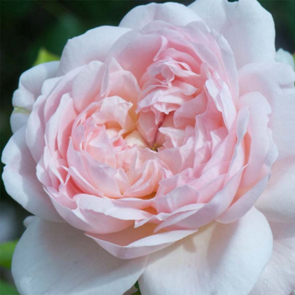 Rosa Heritage