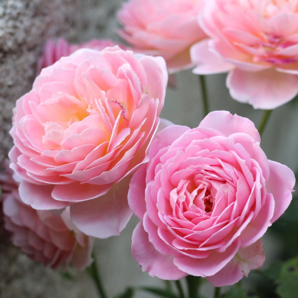 Rosa  Jubilee Celebration Aushunter