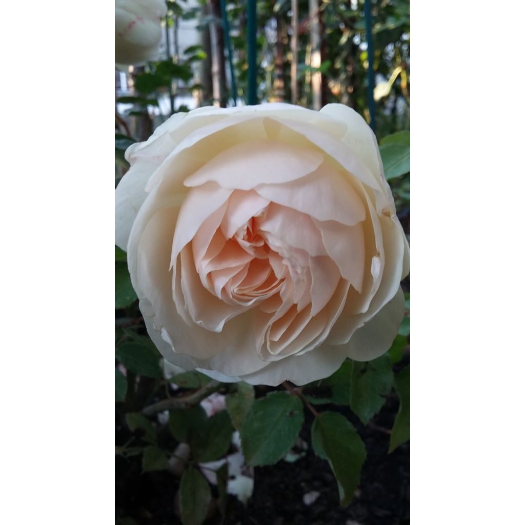 Rosa 'Lichfield Angel' - English Rose