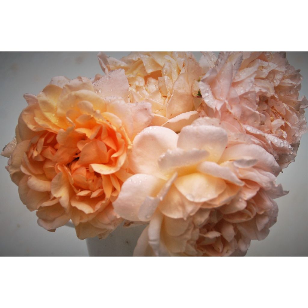 Rosa 'The Lady Gardener' - English Rose