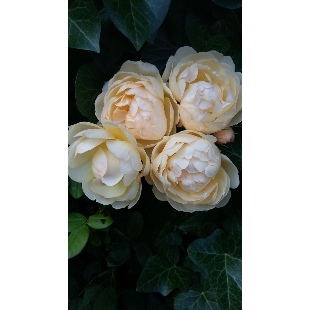 Rosa 'Wollerton Old Hall' - Climbing Rose