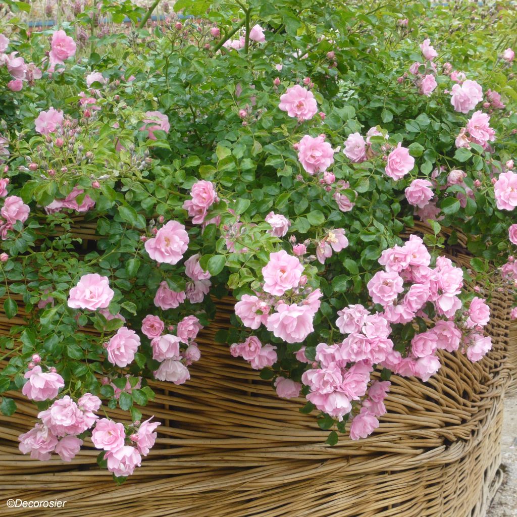 Rosa Decorosier Mareva