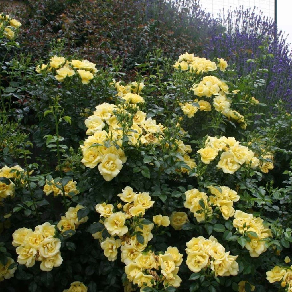 Rosa Flower Carpet Gold - Ground cover Rose
