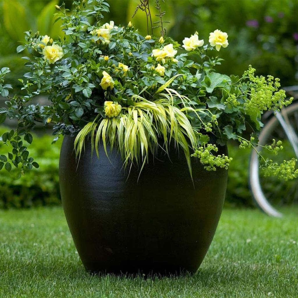 Rosa Flower Carpet Gold - Ground cover Rose