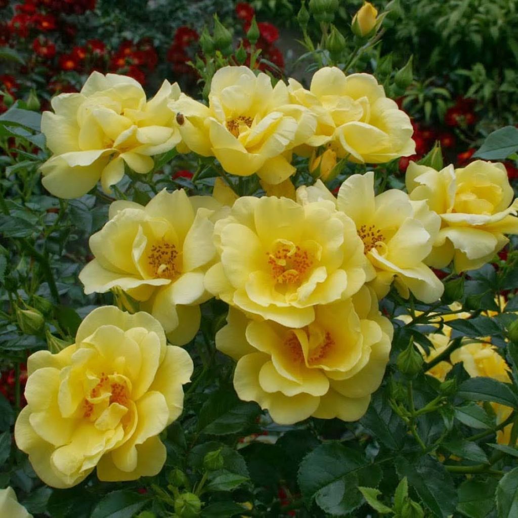 Rosa Flower Carpet Gold - Ground cover Rose