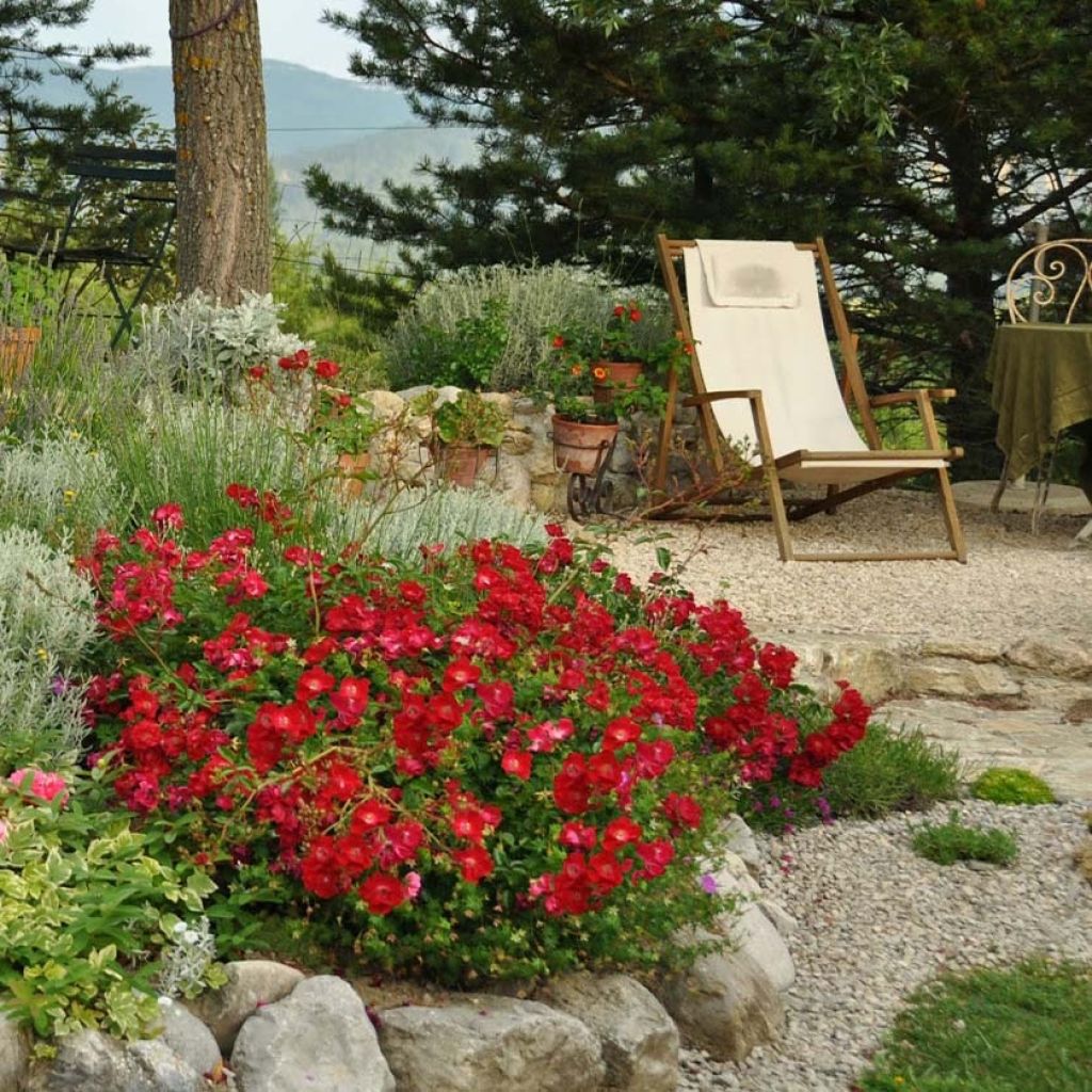 Rosa Vesuvia - groundcover shrub rose