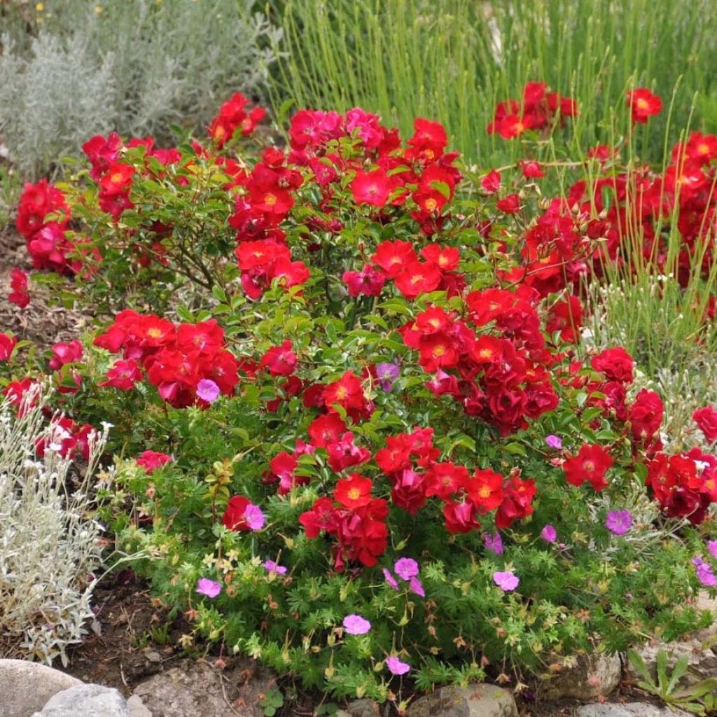 Rosa Vesuvia - groundcover shrub rose