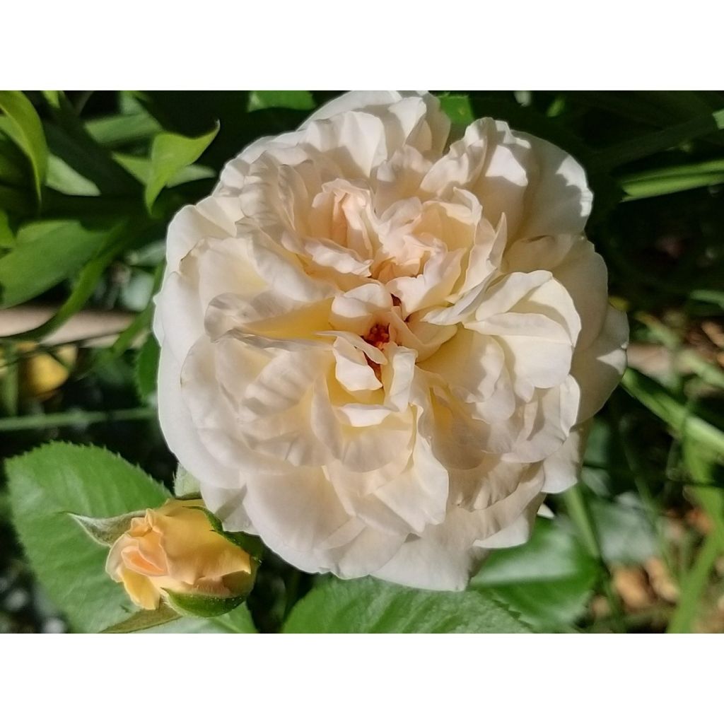 Rosa Amber Voluptia - Shrub Rose