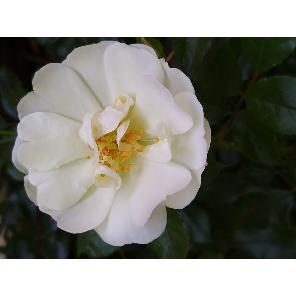 Rosa  Decorosiers Opalia 'Noaschnee'