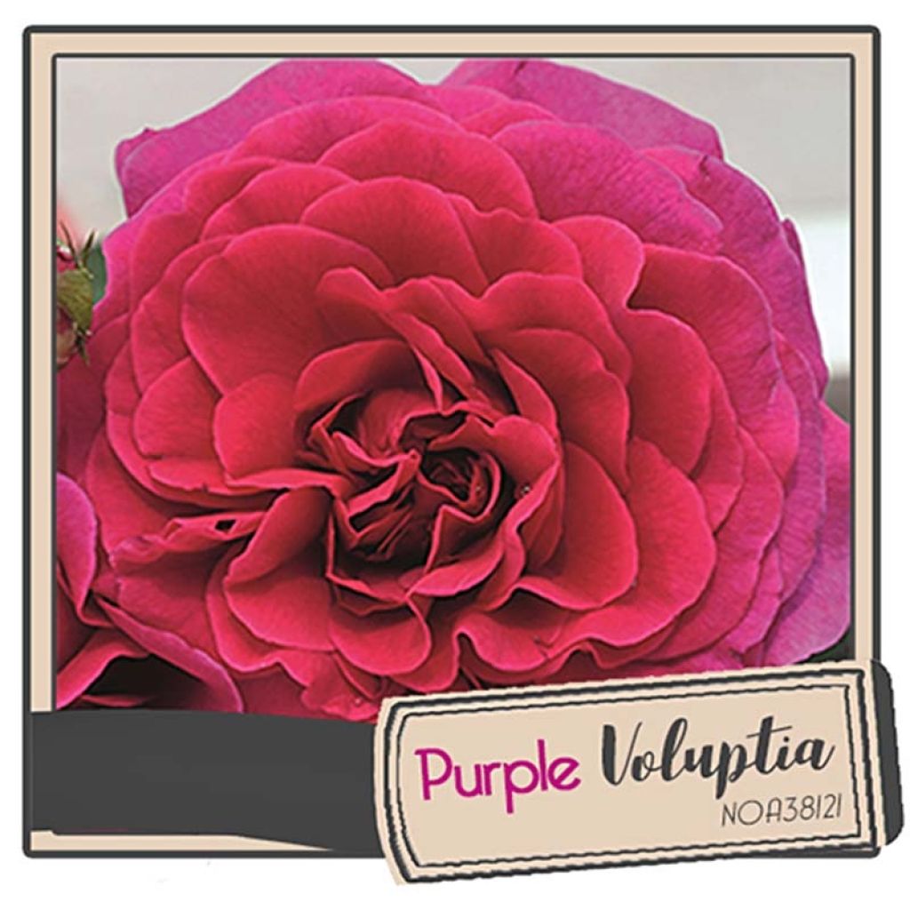 Rosa Décorosiers 'Purple Voluptia' - Shrub Rose